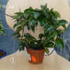 Hoya_carnosaBau1_001.jpg (227486 Byte)
