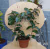 Hoya_carnosaBau2_001.jpg (190880 Byte)