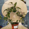 Hoya_carnosaBau3_001.jpg (194980 Byte)
