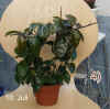 Hoya_carnosaBau4_001.jpg (189517 Byte)