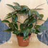 Hoya_carnosaBau5_001.jpg (189443 Byte)