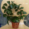Hoya_carnosaBau7_001.jpg (189845 Byte)