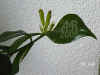 Aesch_mix003.JPG (160013 Byte)