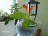Aesch_mix004.JPG (148247 Byte)