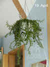Aesch_radicans001.JPG (242525 Byte)