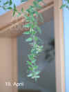 Aesch_radicans002.JPG (180256 Byte)