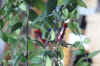 Aesch_radicans003.JPG (137024 Byte)