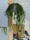 Aesch_radicans004.JPG (169363 Byte)