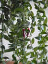Aesch_radicans005.JPG (176759 Byte)