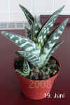 Aloe_variegata001.jpg (169035 Byte)