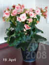 Begon_Elatior_Borias001.jpg (143441 Byte)