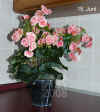 Begon_Elatior_Borias002.jpg (256057 Byte)