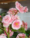 Begon_Elatior_Borias003.jpg (234565 Byte)