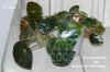 Begon_Fra002.jpg (146272 Byte)