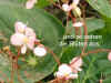 Begon_Fra003.jpg (60330 Byte)