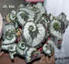 Begon_rex_Escargot001.jpg (269772 Byte)
