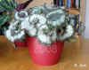 Begon_rex_Escargot002.jpg (226361 Byte)