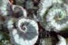 Begon_rex_Escargot003.jpg (167698 Byte)