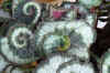 Begon_rex_Escargot004.jpg (220251 Byte)