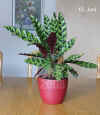 Calat_lancifolia001.jpg (279735 Byte)