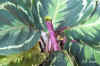 Calat_roseopicta002.JPG (148440 Byte)