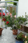Calli_citrinus001.jpg (256202 Byte)