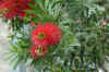Calli_citrinus002.jpg (263009 Byte)