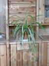 Chlor_comosum_var.001.jpg (241283 Byte)