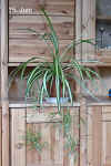 Chlor_comosum_var.002.jpg (229935 Byte)