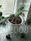 Clivi_miniata001.jpg (182475 Byte)