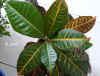 Codia_variegatum002.jpg (212301 Byte)