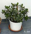 Crass_ovata002.jpg (245767 Byte)