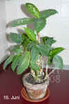 Dieff_maculata001.jpg (177557 Byte)