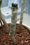 Draca_marginata_biB004.jpg (191565 Byte)