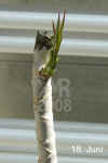 Draca_marginata_biB004.jpg (125178 Byte)