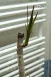 Draca_marginata_biB005.jpg (117658 Byte)