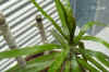 Draca_marginata_biB006.jpg (128232 Byte)