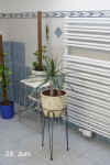 Draca_marginata_biB007.jpg (153216 Byte)