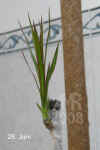 Draca_marginata_biB008.jpg (114245 Byte)