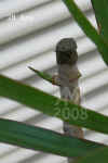 Draca_marginata_biB009.jpg (114415 Byte)