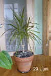 Draca_marginata_biEr001.jpg (220912 Byte)