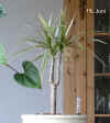 Draca_marginata_tri001.jpg (309912 Byte)