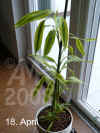 Draca_sanderiana001.jpg (206769 Byte)