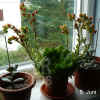 Echev_pulvinata_001.jpg (307391 Byte)