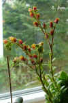 Echev_pulvinata_002.jpg (199440 Byte)
