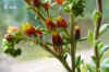 Echev_pulvinata_003.jpg (166214 Byte)