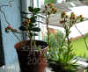 Echev_pulvinata_004.jpg (319278 Byte)