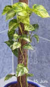 Epipr_pinnatum_var.002.jpg (162735 Byte)