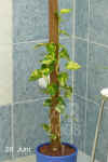 Epipr_pinnatum_var.003.jpg (183318 Byte)