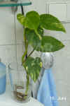 Epipr_pinnatum_var.M001.jpg (185456 Byte)